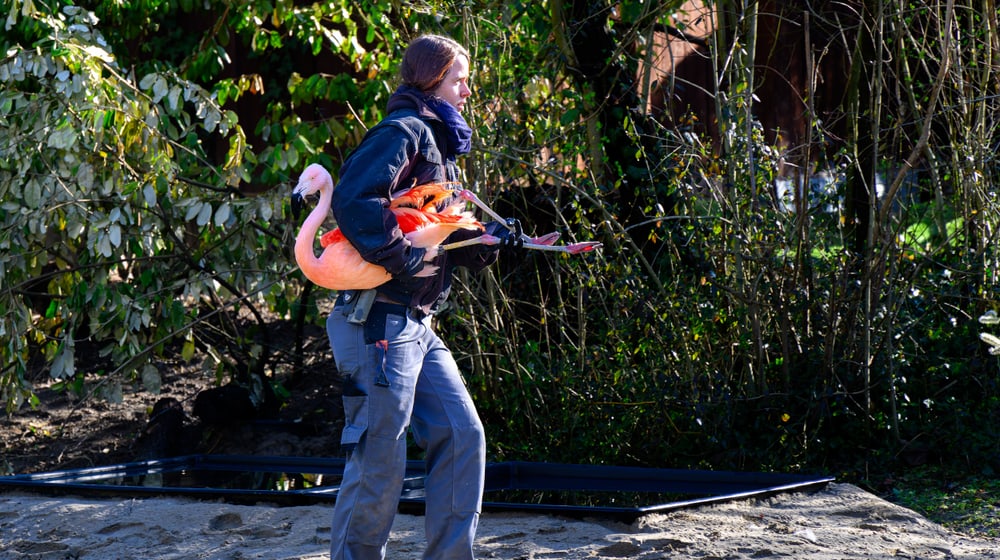 Eine Tierpflegerin des Zoo Zürich transportiert einen Chileflamingo in die Vogelwiese.