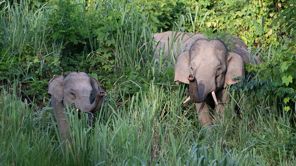 Naturschutzprojekt Kaeng Krachan Headerbild