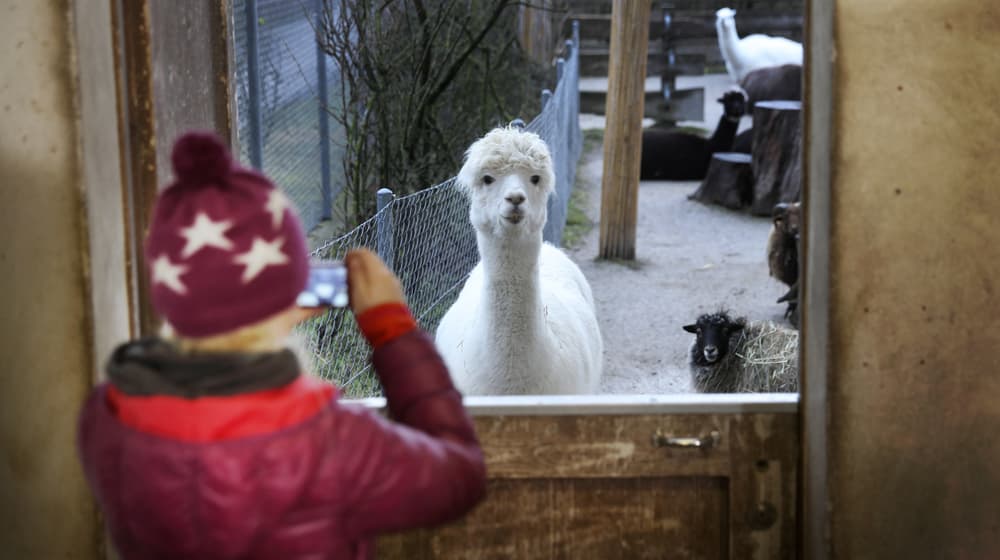 Projektwoche Kinder/Schüler im Zoo Zürich