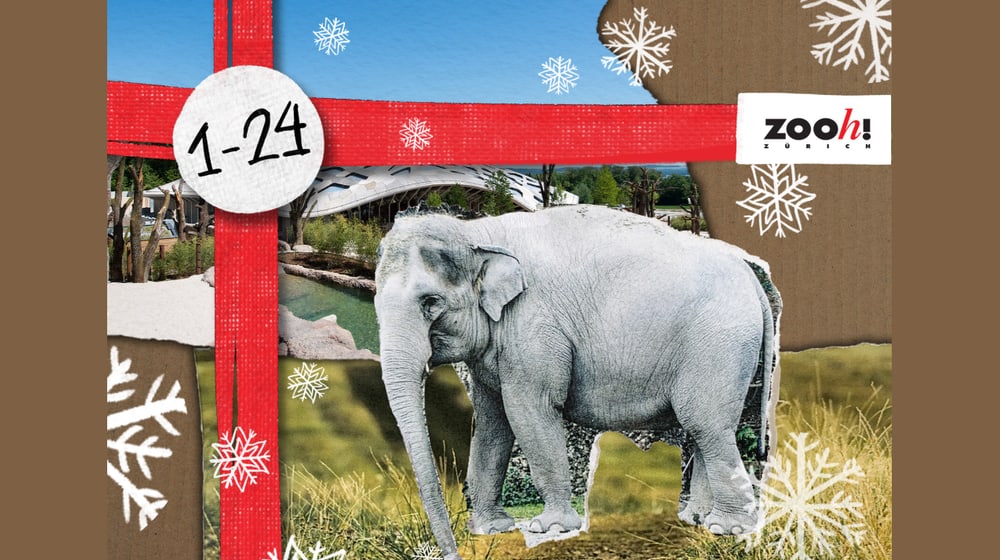 Visual zum Video-Adventskalender 2022 des Zoo Zürich.