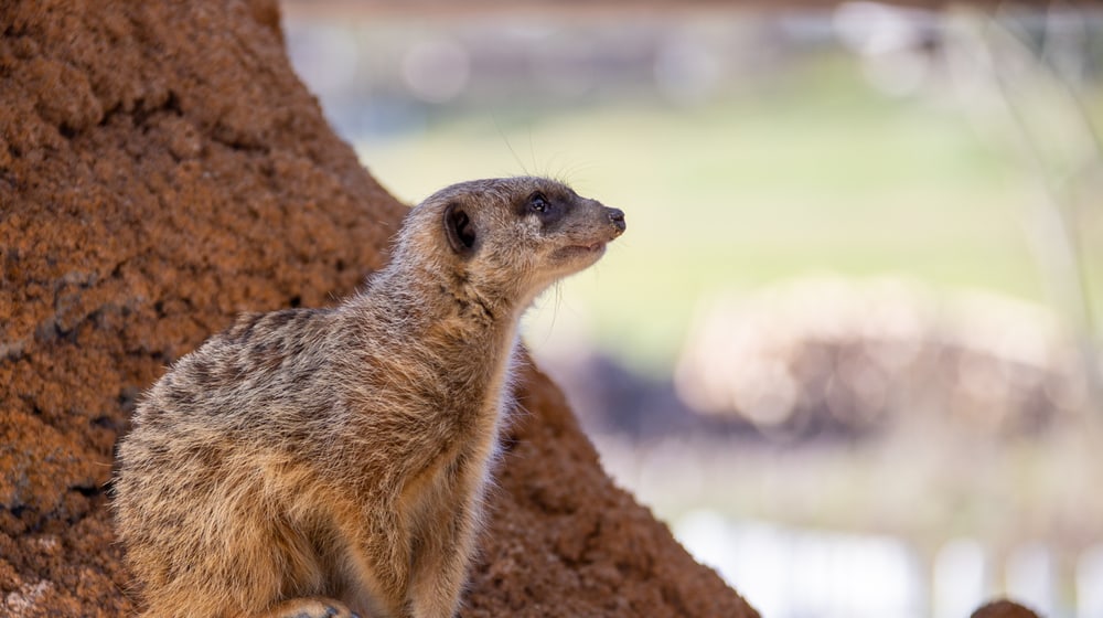 Erdmaennchen in der Innenanlage, Lewa Savanne Stand Februar 2020.