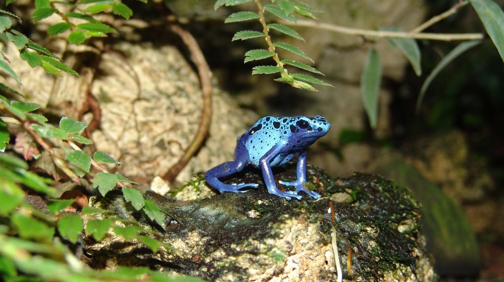 Blauer Pfeilgiftfrosch