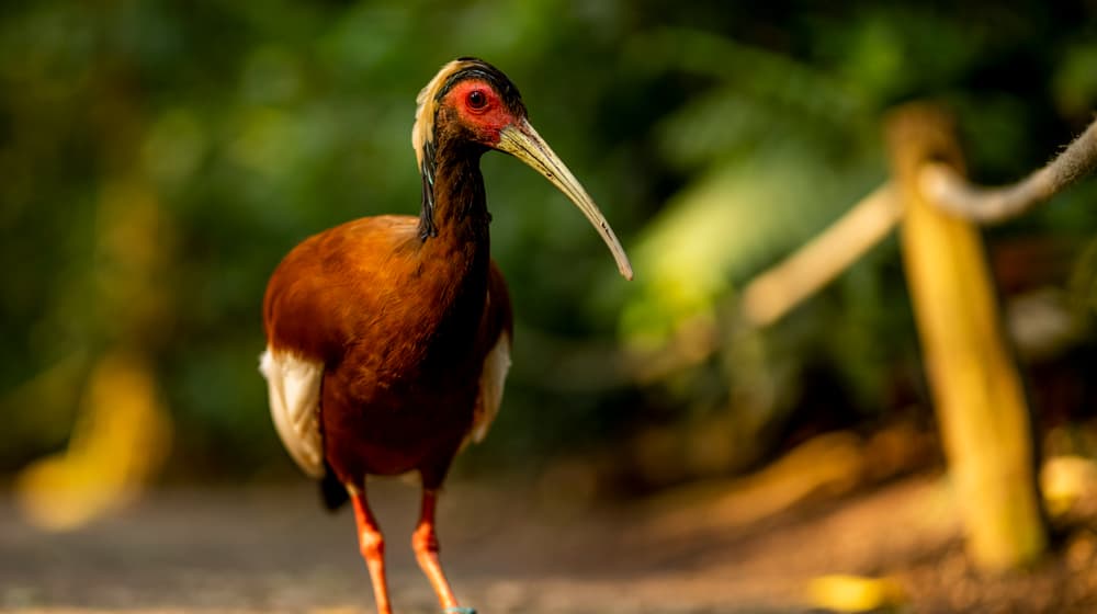 Mähnenibis im Masoala Regenwald des Zoo Zürich.