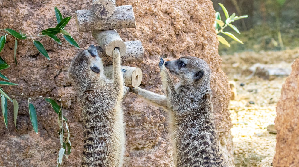 Erdmännchen in der Lewa Savanne des Zoo Zürich.