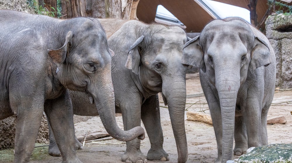 Die Asiatischen Elefanten (v.l.) Panang, Ceyla-Himali und Farha im Kaeng Krachan Elefantenpark des Zoo Zürich.