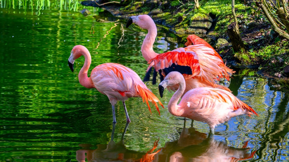 Chileflamingos im Übergangsquartier auf der Vogelwiese im Zoo Zürich.