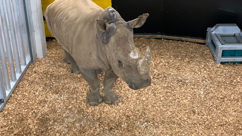 Breitmaulnashorn in der Quarantäne im Zoo Zürich.