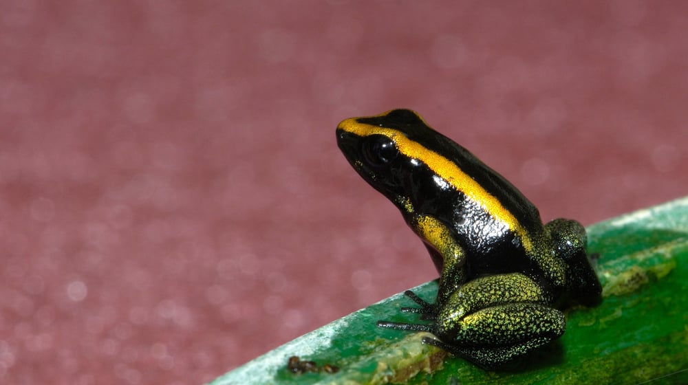 Goldener Pfeilgiftfrosch im Zoo Zürich.