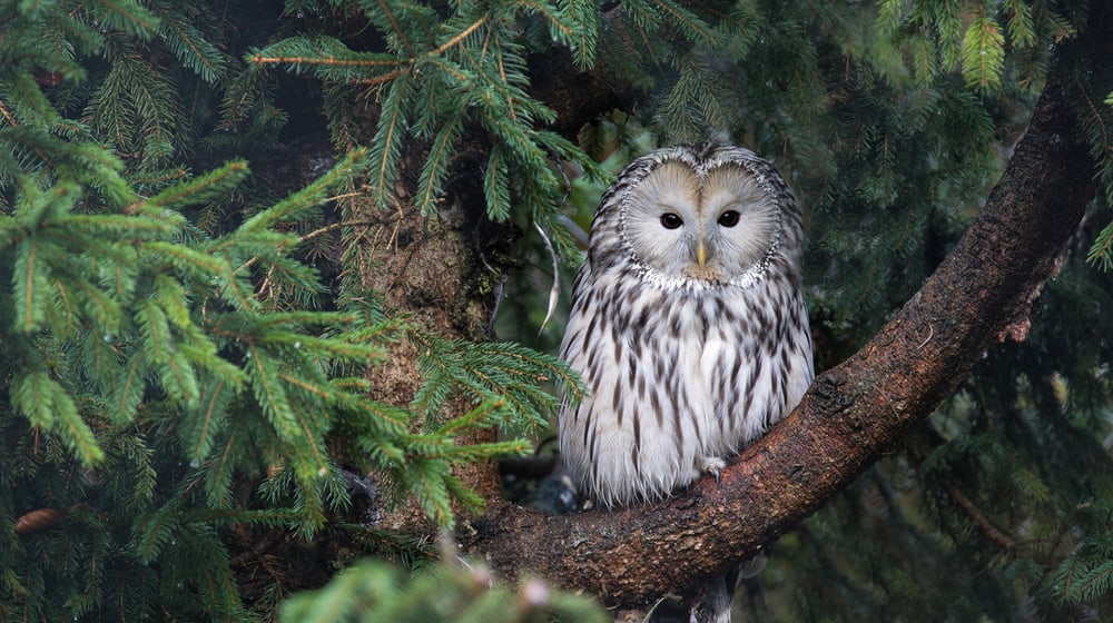 Habichtskauz im Zoo Zürich