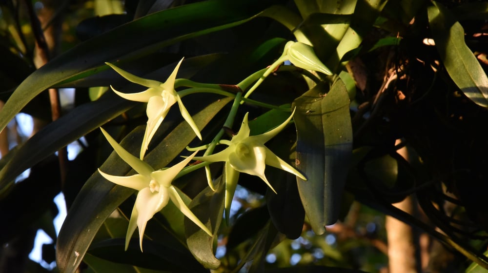 Stern von Madagaskar im Masoala Regenwald.