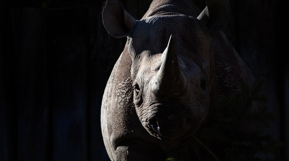 Ostafrikanisches Spitzmaulnashorn im Zoo Zürich.