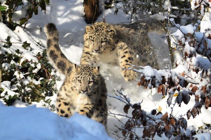 Schneeleoparden Wajra und Warjun im Dezember 2022 im Zoo Zürich.