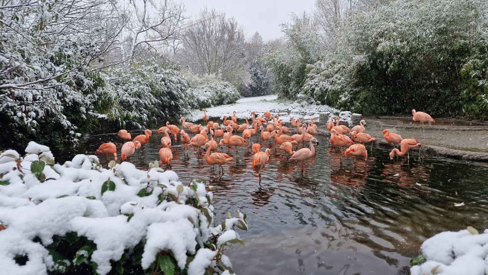 Chileflamingos im Pantanal des Zoo Zürich im Dezember 2022.
