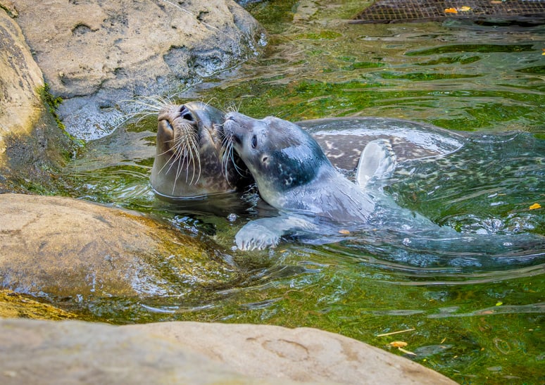 Junger Seehund mit Mutter Skadi im Zoo Zürich.