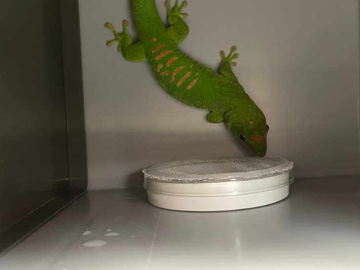 Gecko versucht an das Futter in der Schale heranzukommen.