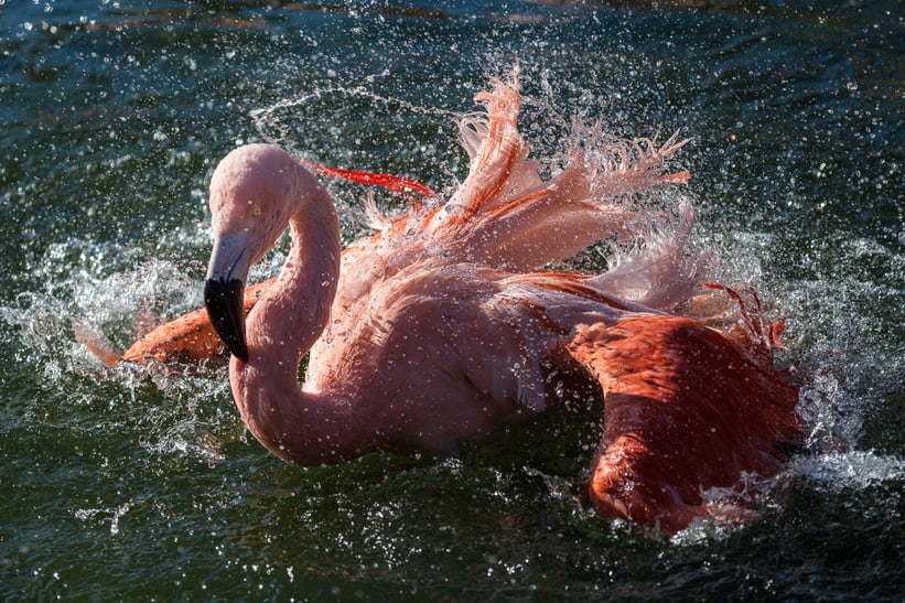 Chileflamingo im Pantanal des Zoo Zürich.