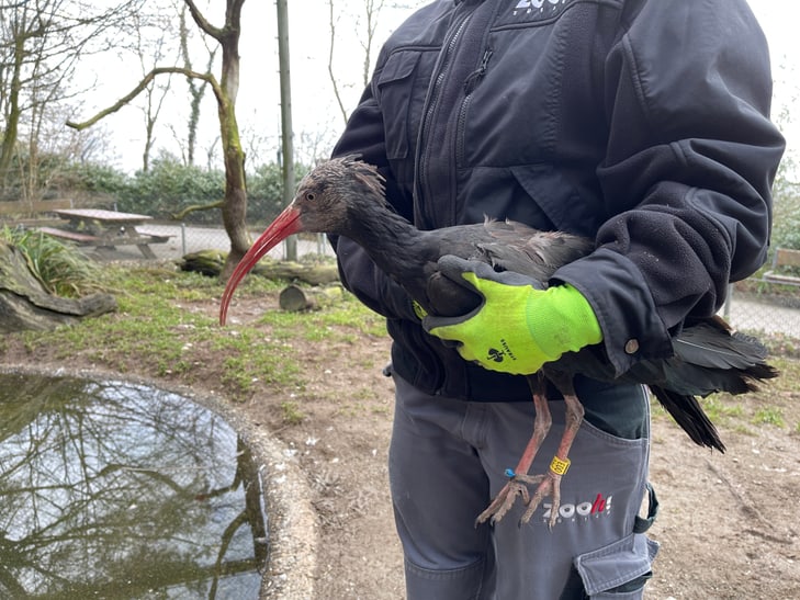Einfangen junger Waldrappe im Zoo Zürich zur Abgabe in das Auswilderungsprojekt in Spanien.