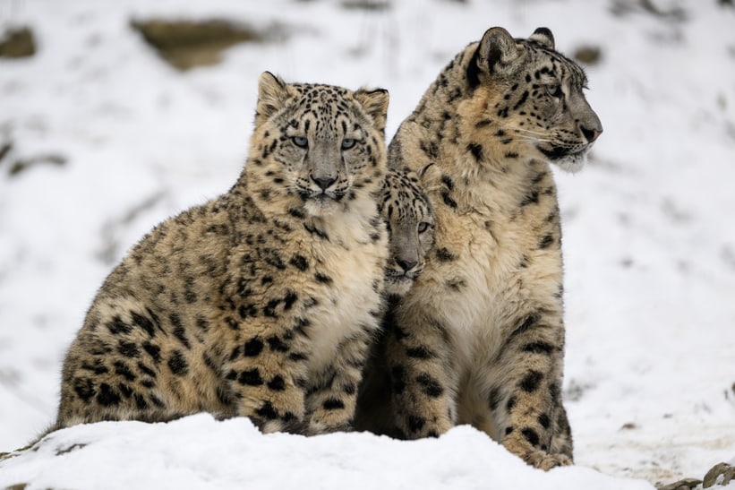 Schneeleoparden Warjun, Wajra und Saida im Schnee im Zoo Zürich, Dezember 2022.