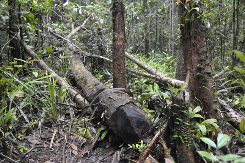 Illegal geschlagener Stamm Rosenholz auf Madagaskar. 