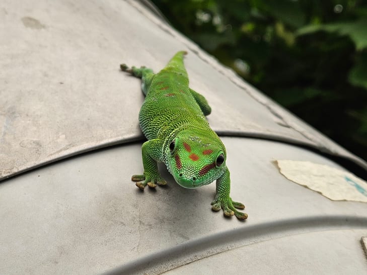Grosser Madagaskar-Taggecko im Masoala Regenwald im Zoo Zürich.