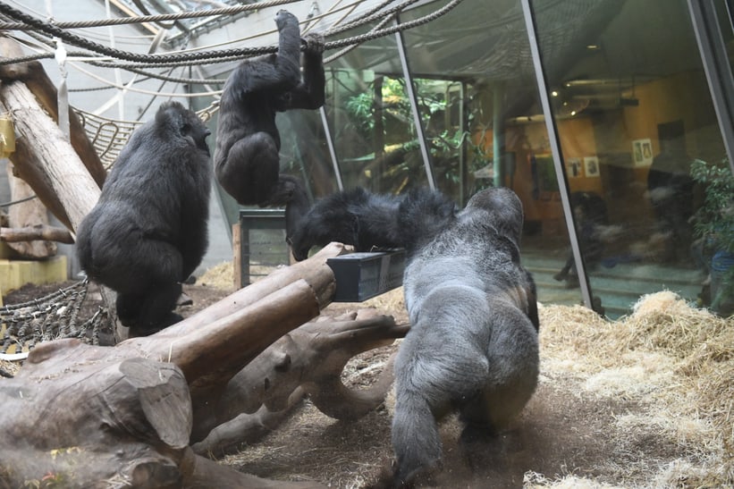 Silberrücken Bwana bei seinem Einzug ins Menschenaffenhaus des Zoo Zürich am 7. Mai 2025.
