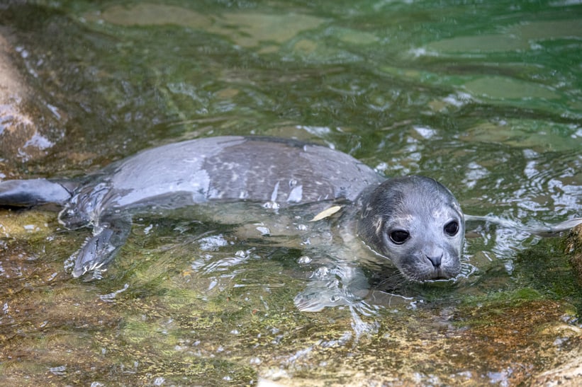Junger Seehund im Zoo Zürich.