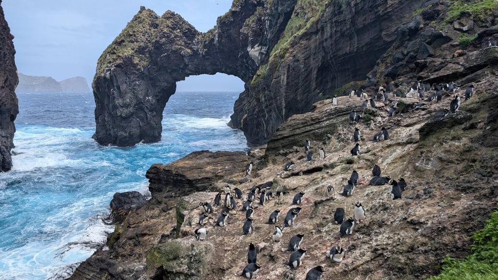 Kronenpinguin-Kolonie auf den Antipoden-Inseln