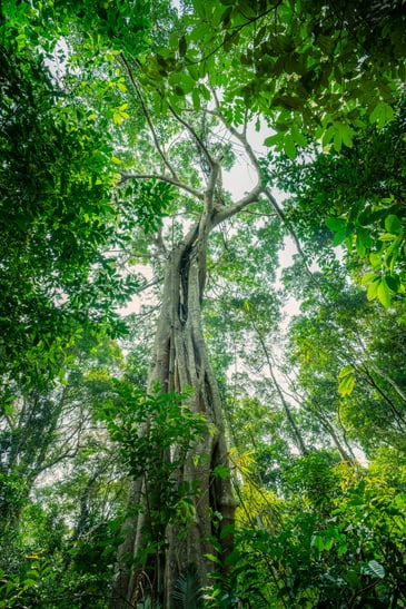 Bild aus dem Keo Seima Wildlife Sanctuary in Kambodscha. Der Zoo Zürich kompensiert im REDD+ Projekt seinen Rest-CO2-Ausstoss.