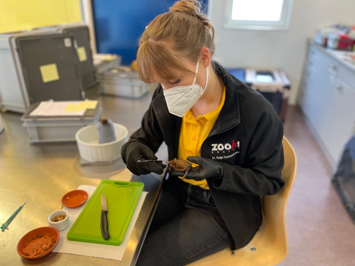 Conservation Fellow Katja Schönbächler mit einem Pflegling in der Fledermaus-Notpflegestation.