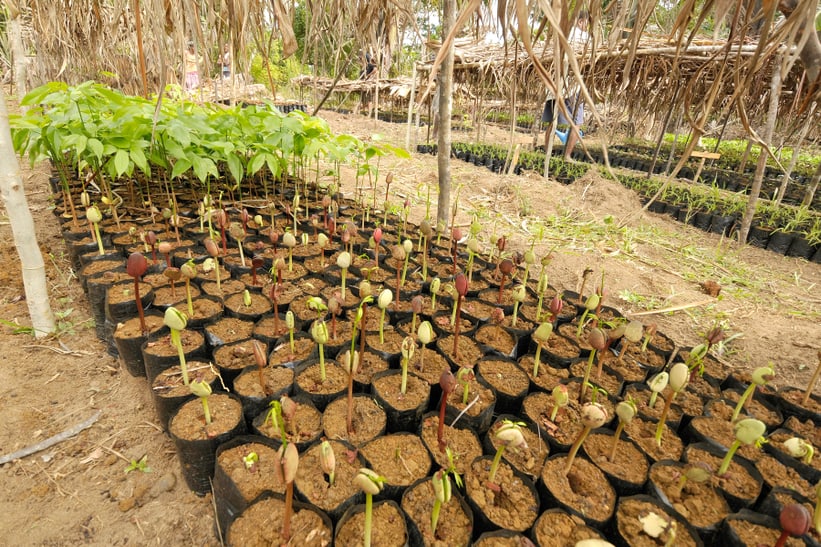 Baumschule auf Madagaskar mit Setzlingen zur Wiederaufforstung. 