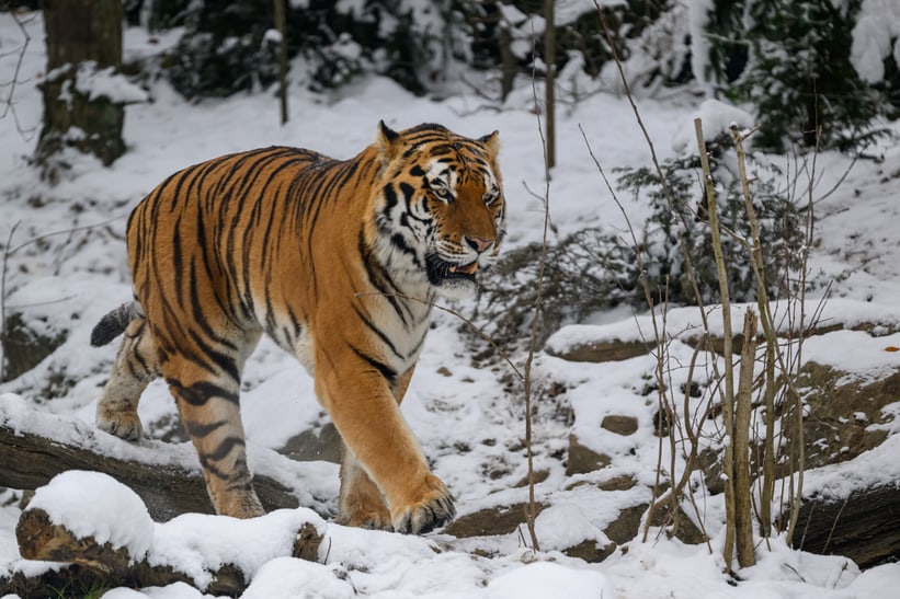 Amurtiger Sayan im Dezember 2022 im Zoo Zürich.