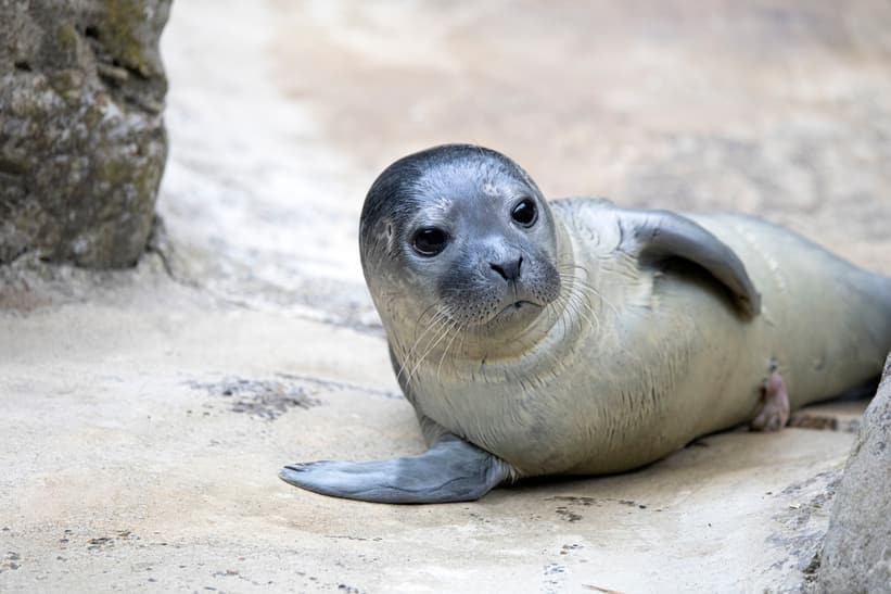 Junger Seehund im Zoo Zürich.