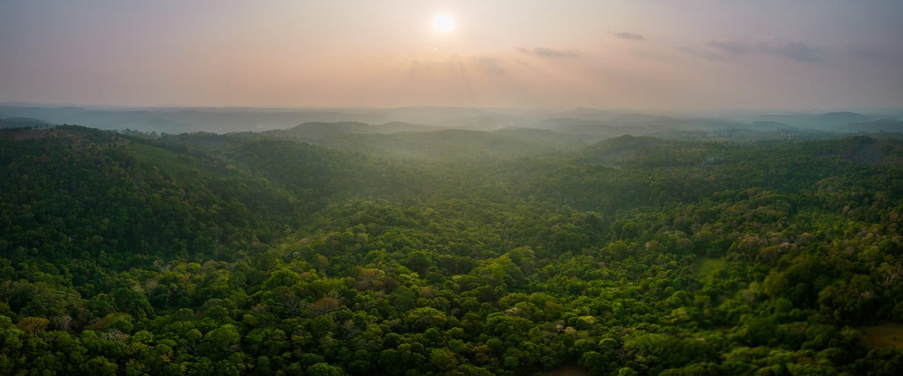Bild aus dem Keo Seima Wildlife Sanctuary in Kambodscha. Der Zoo Zürich kompensiert im REDD+ Projekt seinen Rest-CO2-Ausstoss.