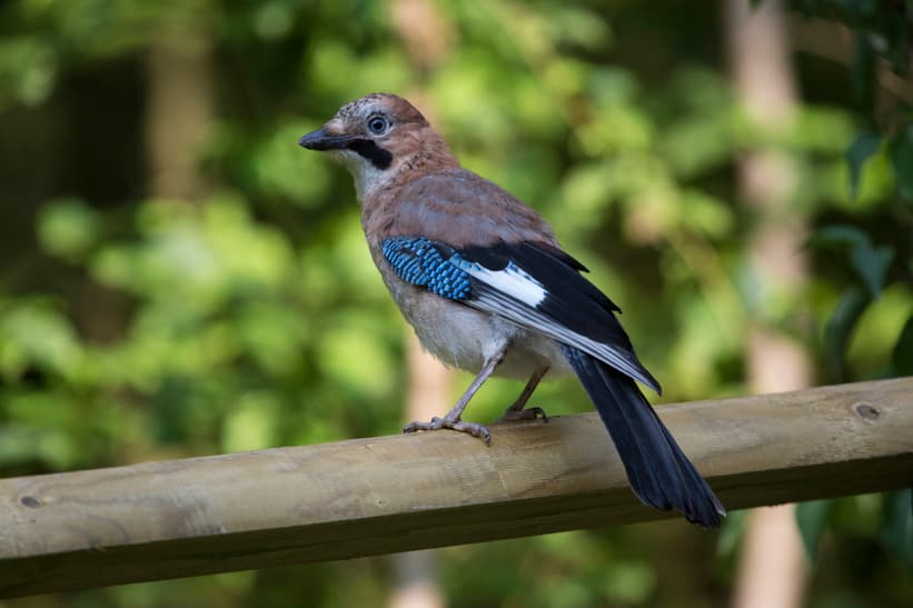Eichelhäher im Zoo Zürich