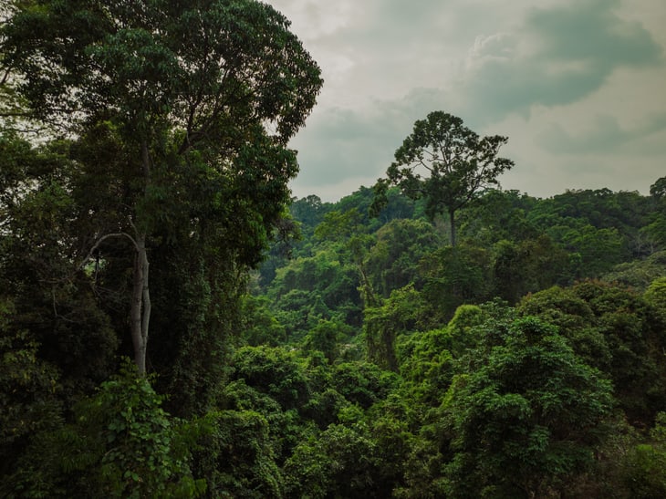 Bild aus dem Keo Seima Wildlife Sanctuary in Kambodscha. Der Zoo Zürich kompensiert im REDD+ Projekt seinen Rest-CO2-Ausstoss.