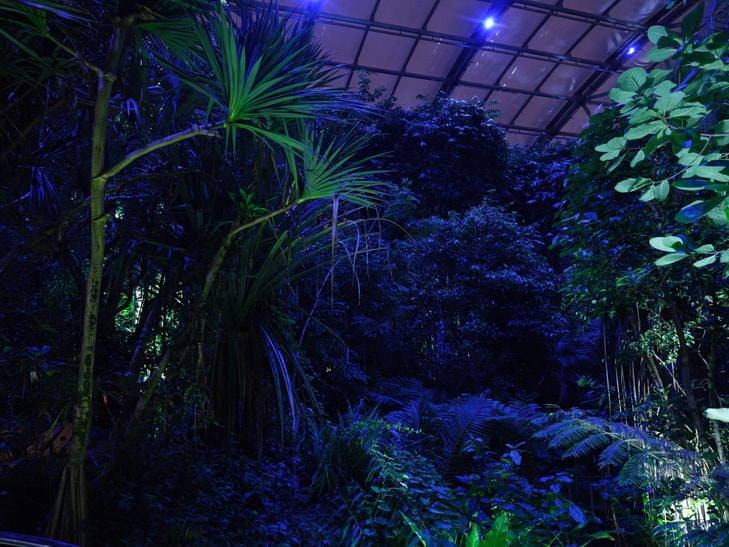 Event Masoala by Night im Masoala Regenwald des Zoo Zürich.