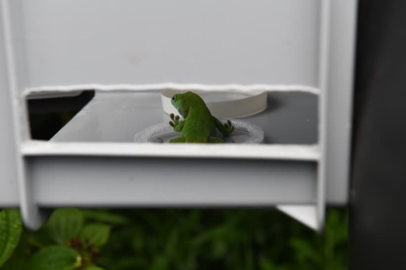 Gecko wartet auf das Futter in der Forschungsbox.
