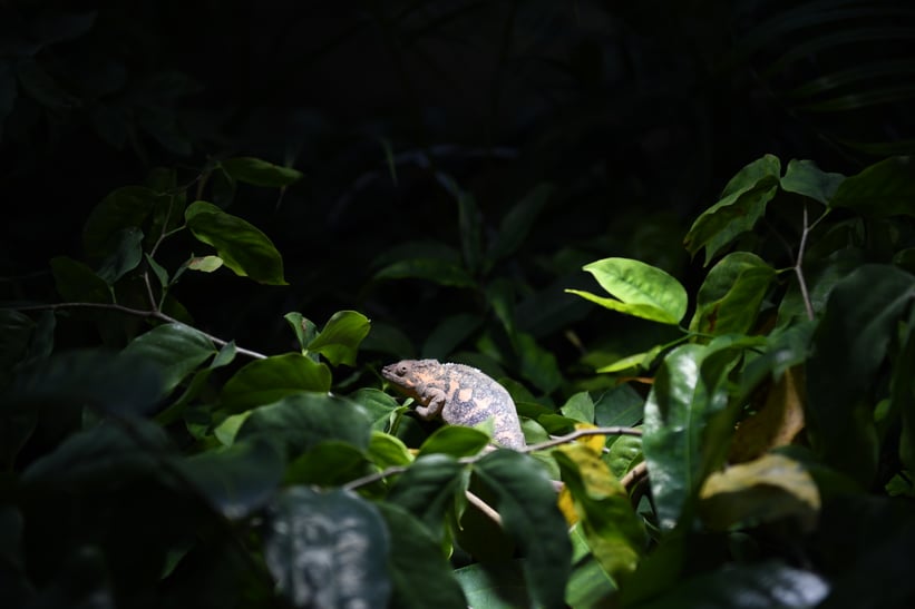 Pantherchamäleon auf Pflanzen in Baumschule im Masoala Regenwald im Zoo Zürich.
