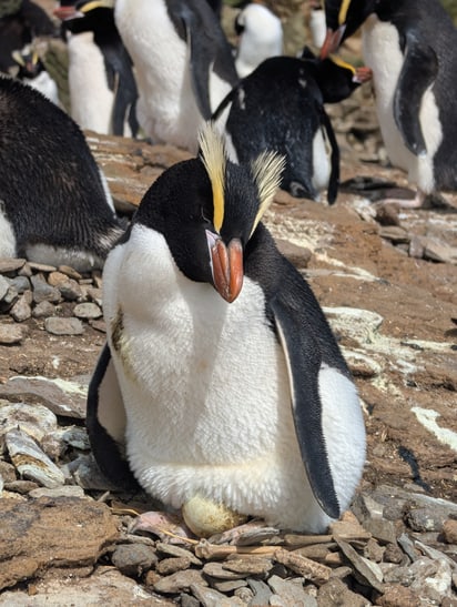 Kronenpinguin am Brüten eines Eis auf den Antipoden-Inseln.