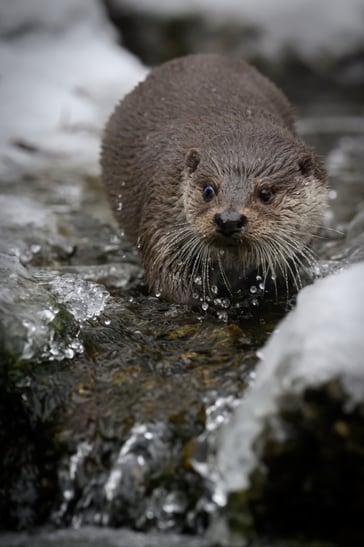 Europäischer Fischotter im Dezember 2022 im Zoo Zürich.