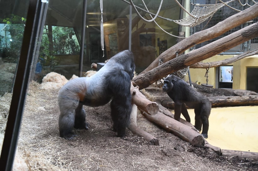 Silberrücken Bwana bei seinem Einzug ins Menschenaffenhaus des Zoo Zürich am 7. Mai 2025.