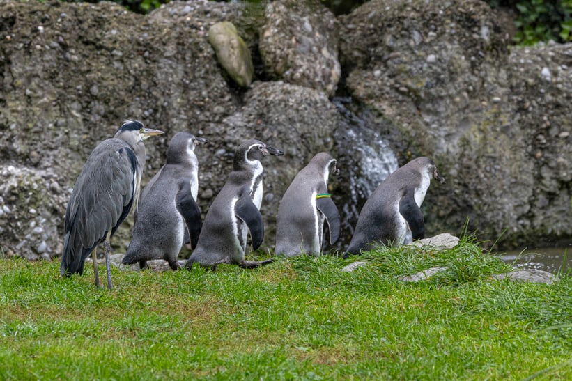 In der Pinguinanlage fällt ab und an auch mal ein Fisch für den Graureiher ab. 