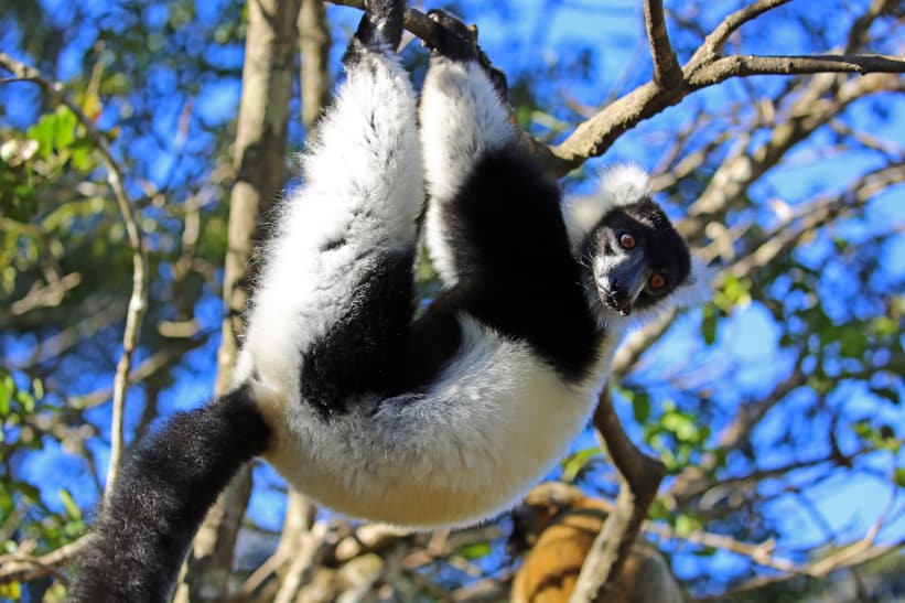 Schwarz-weisser Vari auf Madagaskar. 