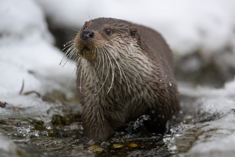 Europäischer Fischotter im Dezember 2022 im Zoo Zürich.