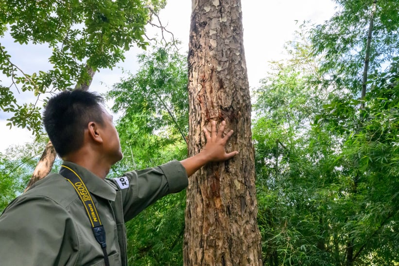 Conservation Fellow Manoon Pliosungnoen vom Naturschutzprojekt Kaeng Krachan in Thailand zeigt Kratzspuren eines Tigers.