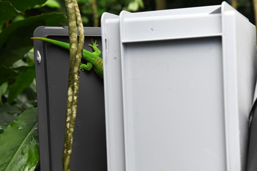 Gecko verschwindet in grauer Box.
