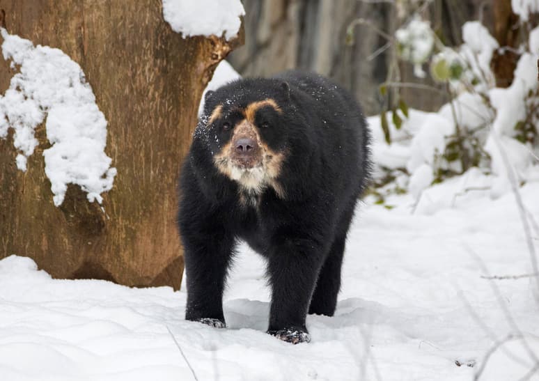 Brillenbär im Dezember 2022 im Zoo Zürich.