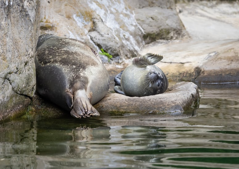 Junger Seehund mit Mutter Skadi im Zoo Zürich.