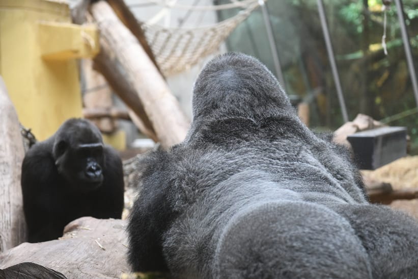 Silberrücken Bwana bei seinem Einzug ins Menschenaffenhaus des Zoo Zürich am 7. Mai 2025.