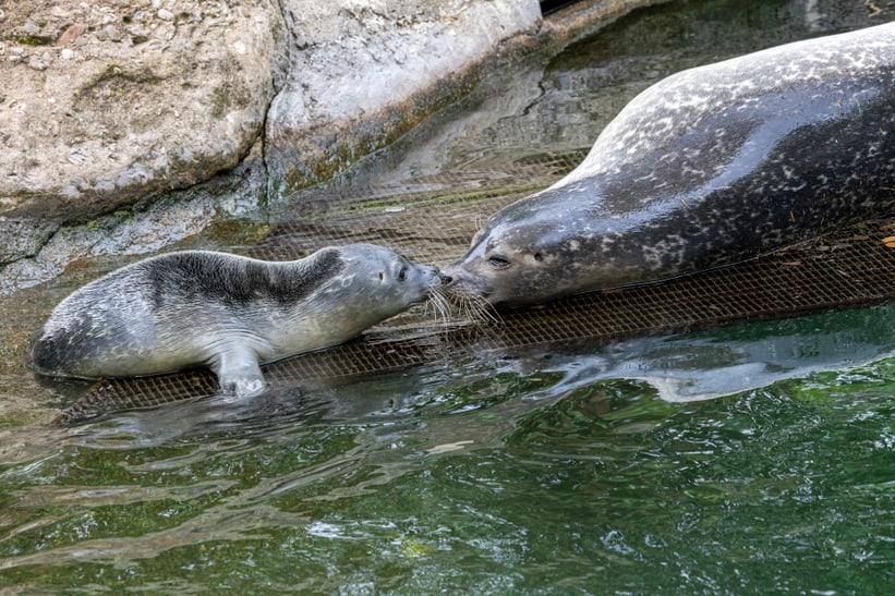 Seehund-Jungtier vom 28. Juni 2023 im Zoo Zürich